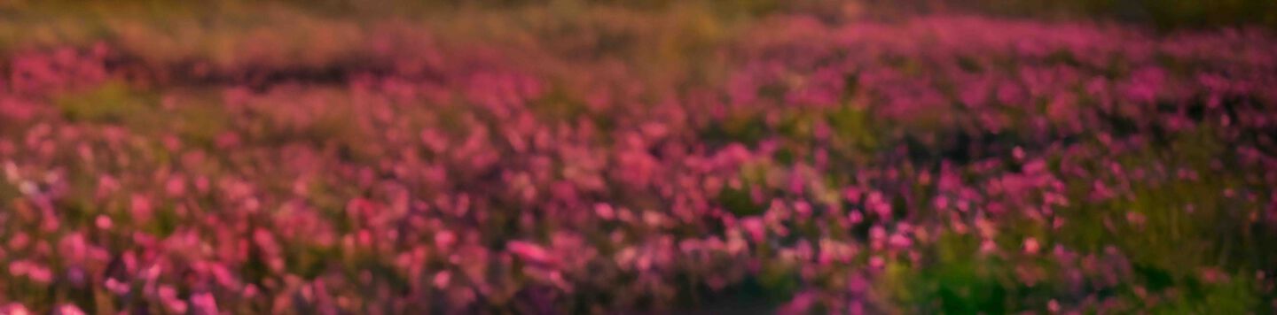 Clover